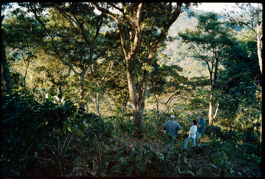 three people walking through a forested area with dense greenery