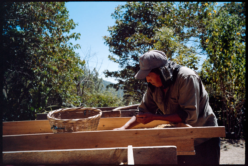 Person wearing a hat working outdoors in a forested area