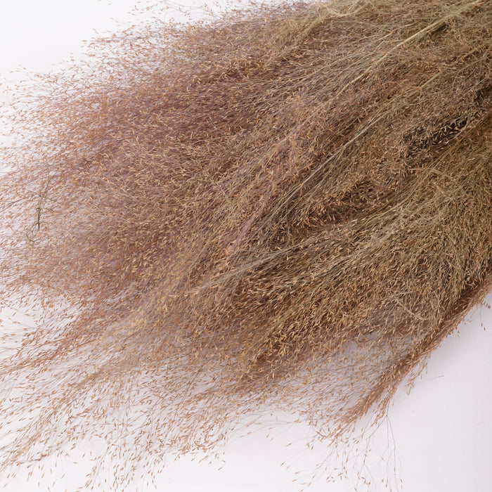 Dried Agrostis (Bent Grass) | Natural