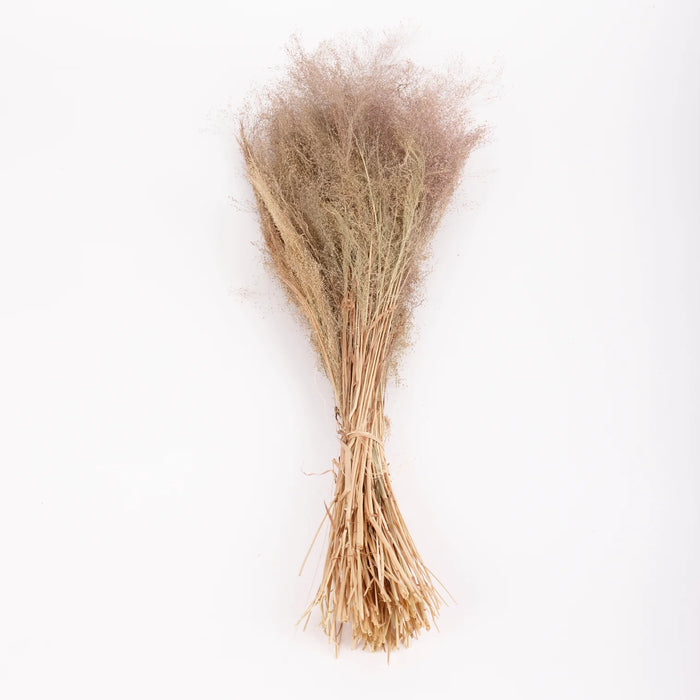 Dried Agrostis (Bent Grass) | Natural