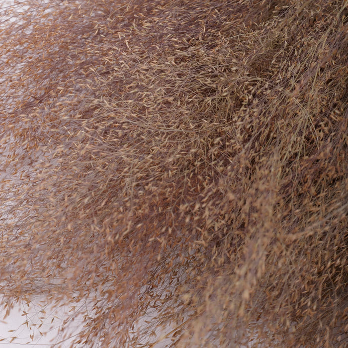Dried Agrostis (Bent Grass) | Natural