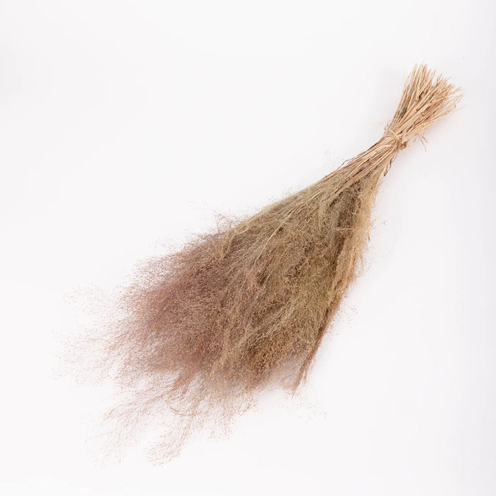Dried Agrostis (Bent Grass) | Natural