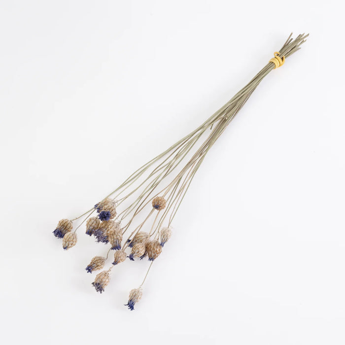 Dried Catanache | Natural