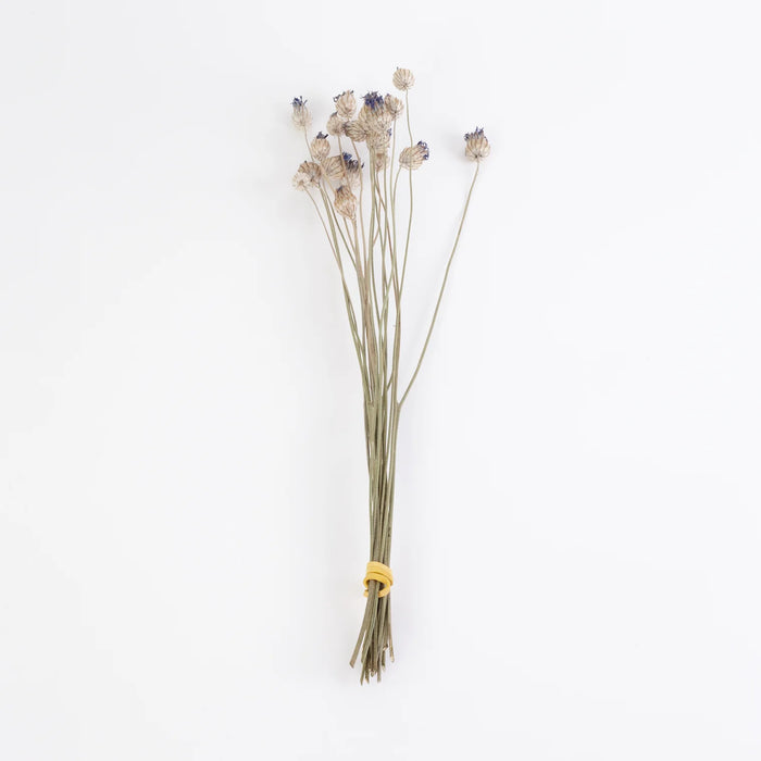Dried Catanache | Natural