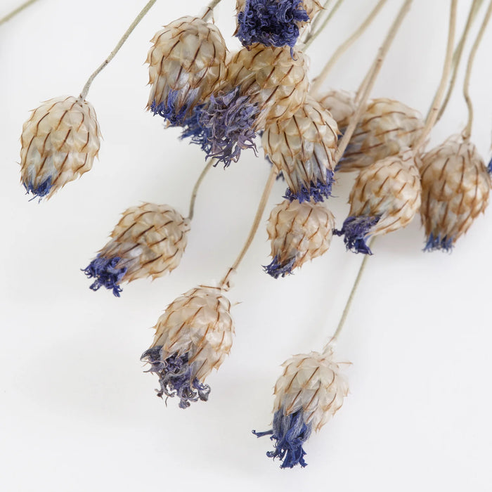 Dried Catanache | Natural
