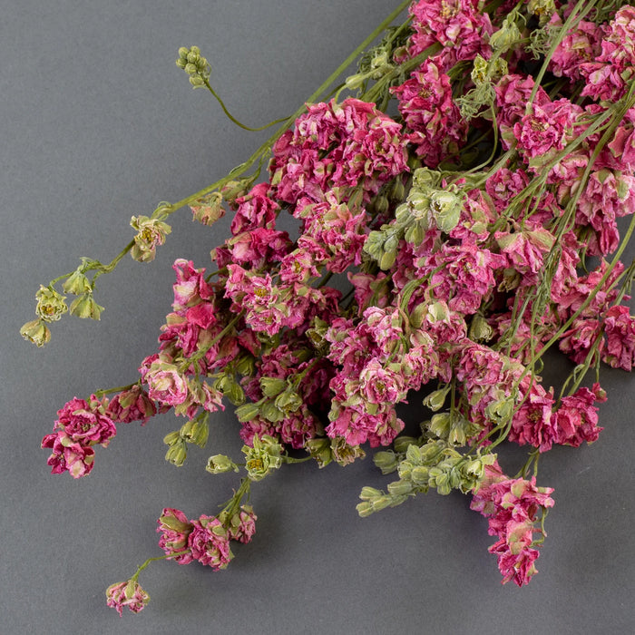 Dried Delphinium | Natural Pink