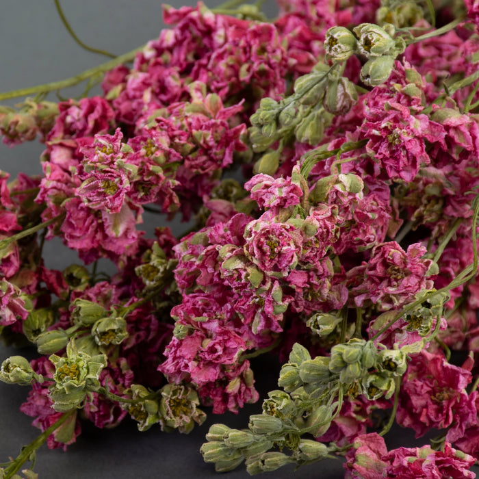 Dried Delphinium | Natural Pink
