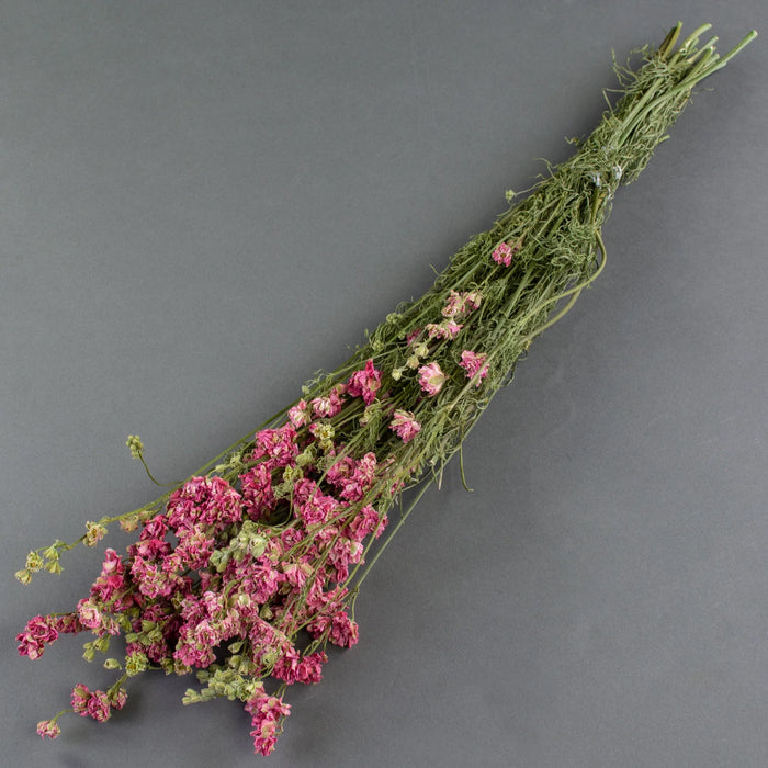 Dried Delphinium | Natural Pink