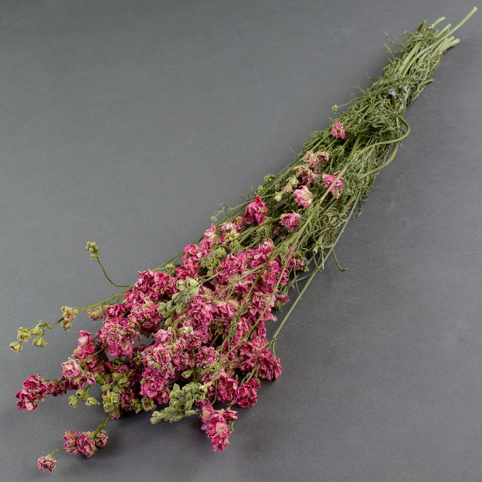 Dried Delphinium | Natural Pink