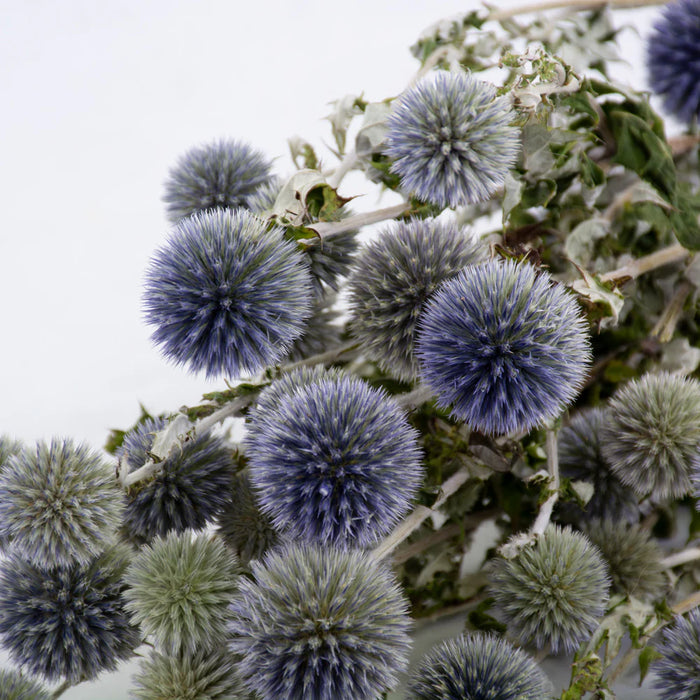 Dried Echinops (Globe Thistles) | Natural Blue