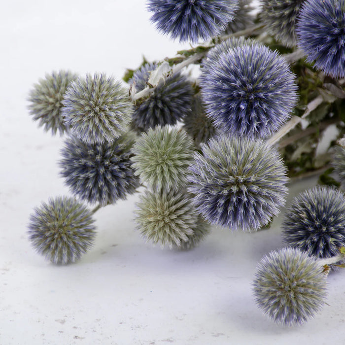 Dried Echinops (Globe Thistles) | Natural Blue