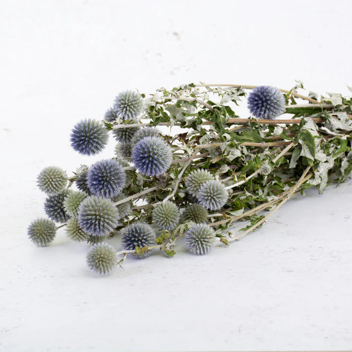 Dried Echinops (Globe Thistles) | Natural Blue