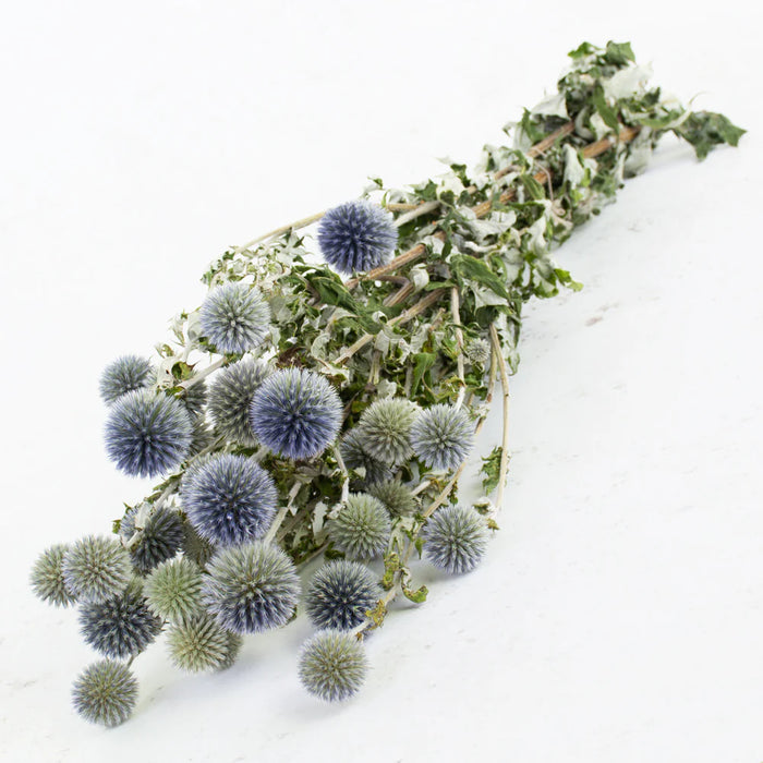 Dried Echinops (Globe Thistles) | Natural Blue