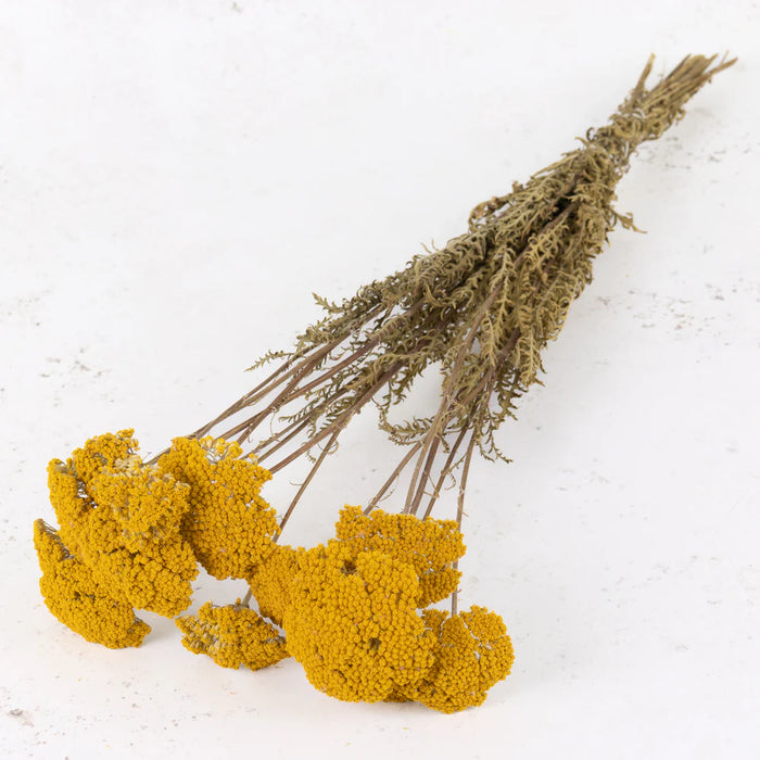 Dried Achillea Parker