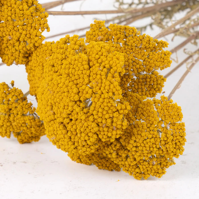 Dried Achillea Parker