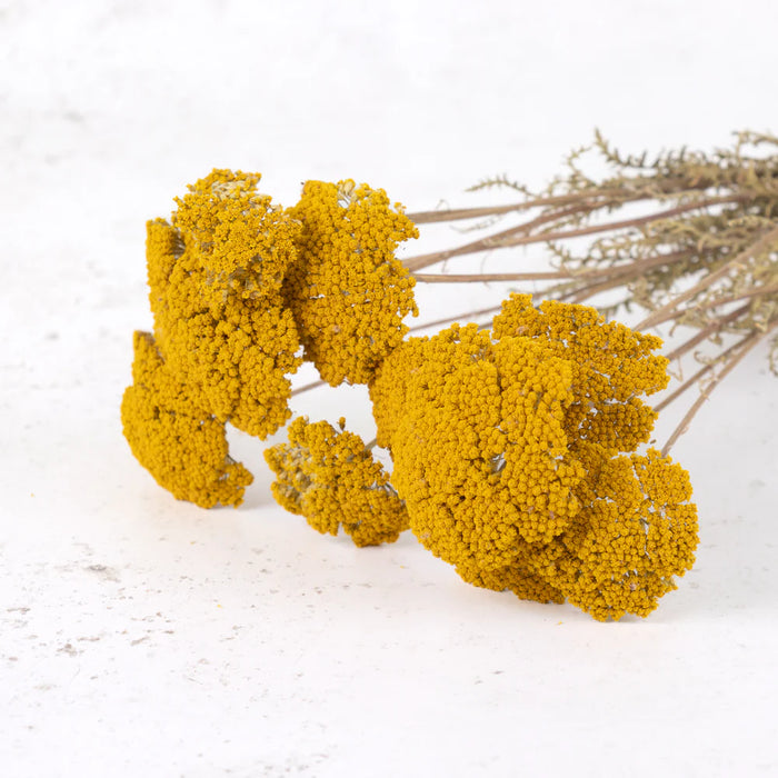 Dried Achillea Parker