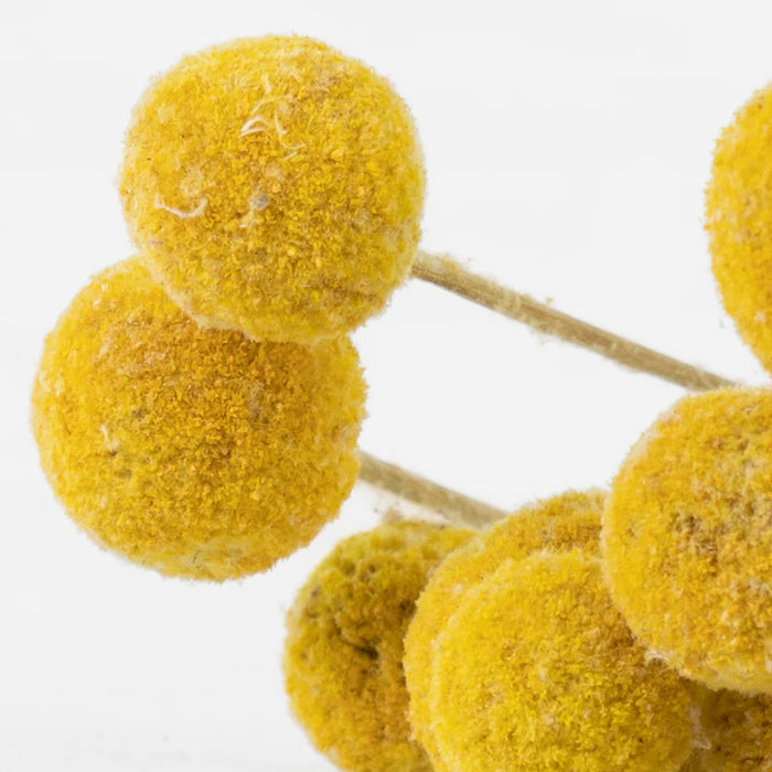 Dried Craspedia (Billy Buttons) - Yellow