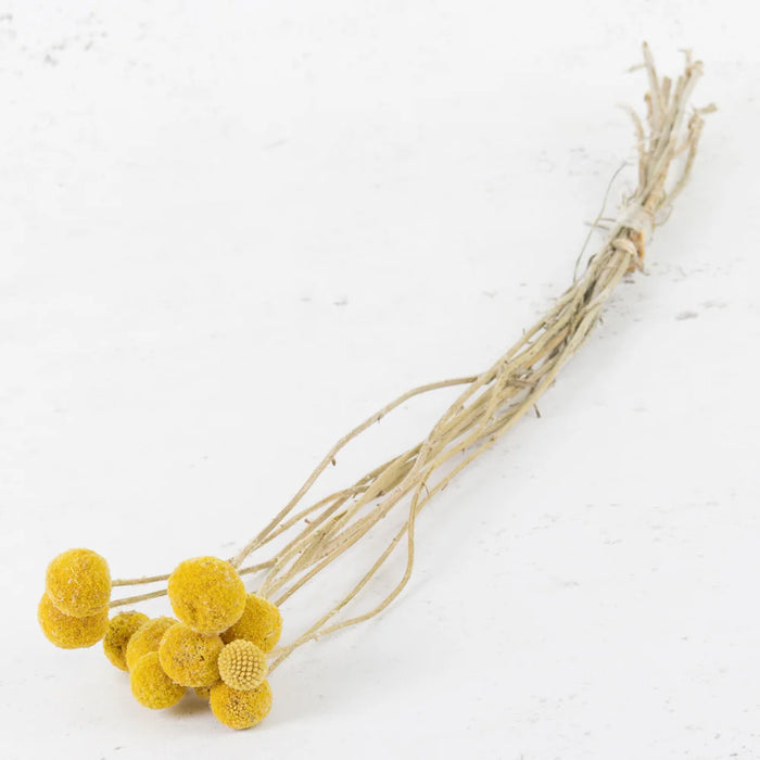Dried Craspedia (Billy Buttons) - Yellow
