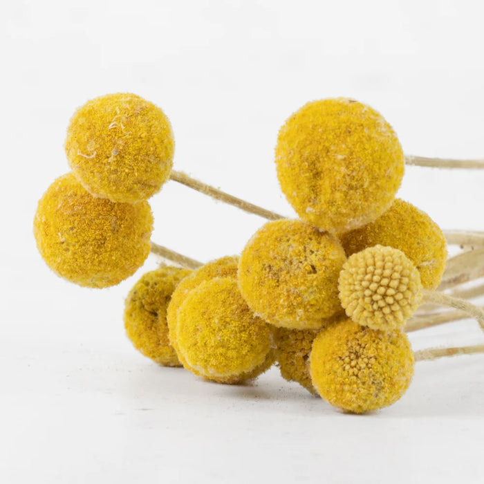Dried Craspedia (Billy Buttons) - Yellow