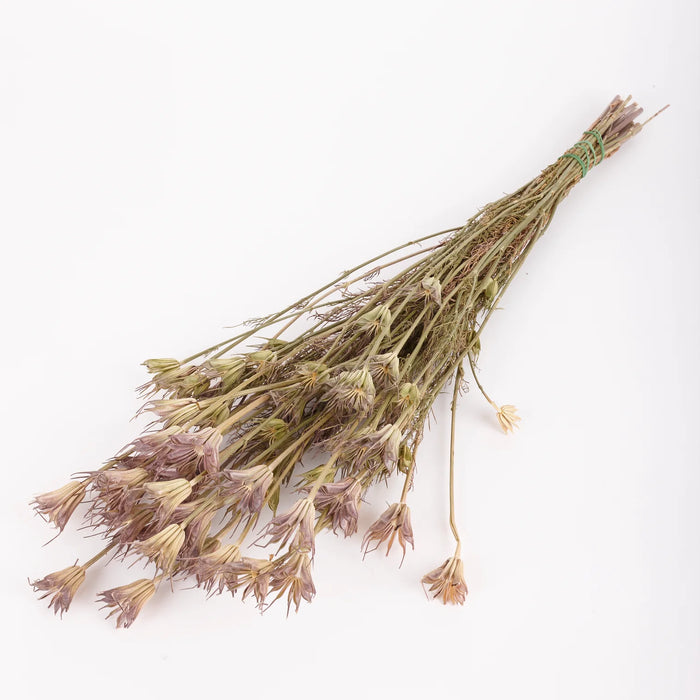 Dried Nigella Orientalis | Natural