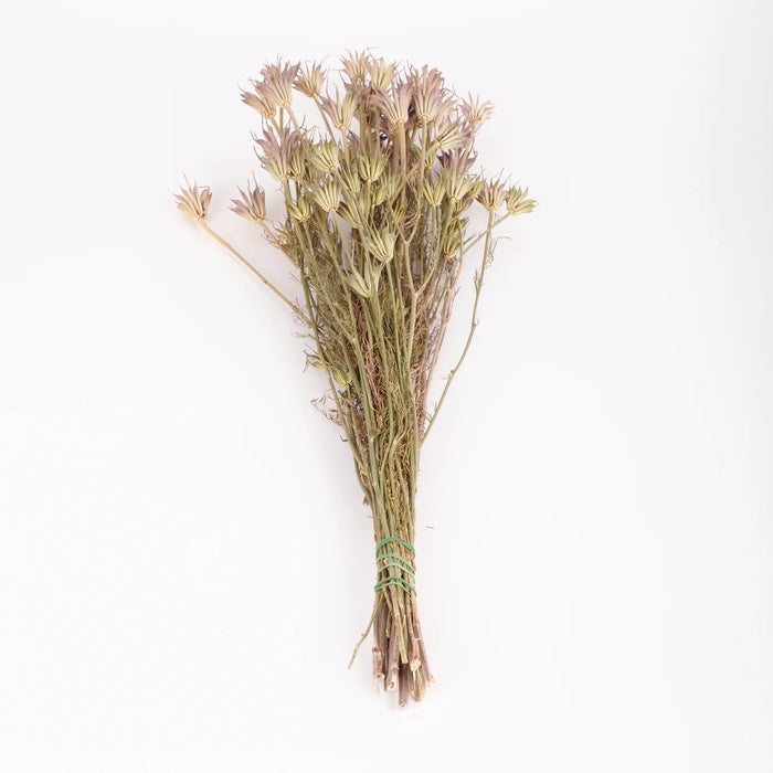 Dried Nigella Orientalis | Natural