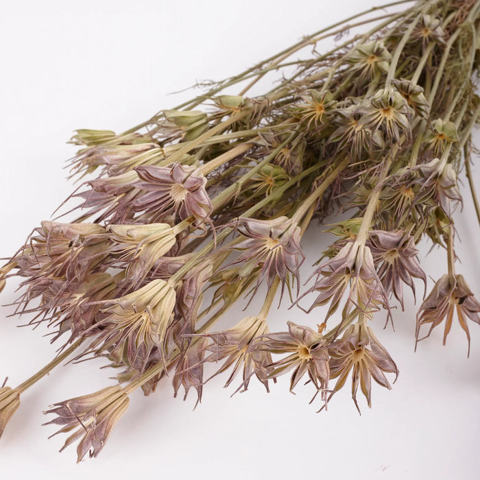 Dried Nigella Orientalis | Natural