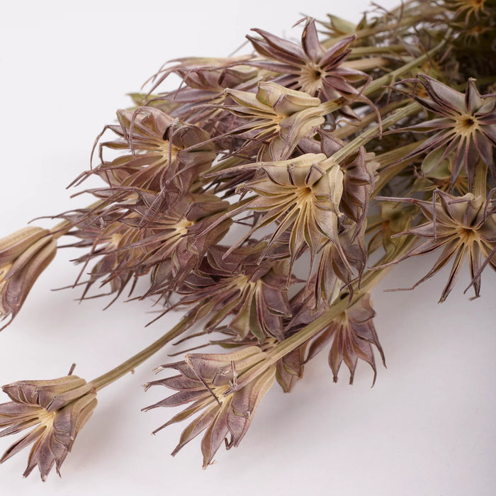Dried Nigella Orientalis | Natural