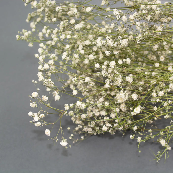 Dried Gypsophilia - Natural White