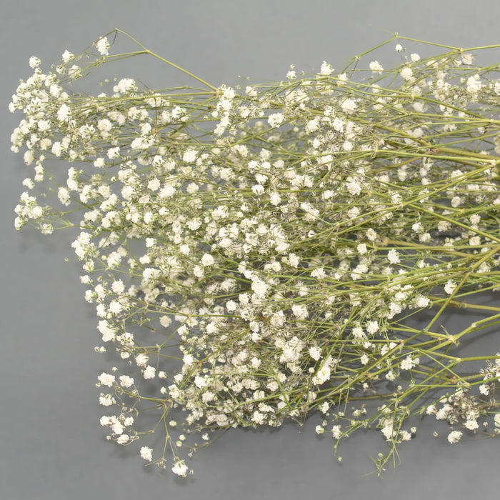 Dried Gypsophilia - Natural White