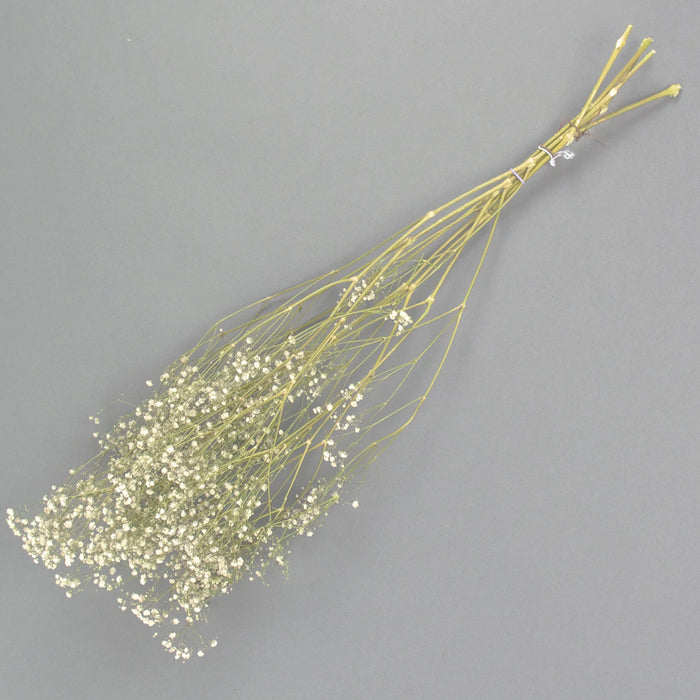 Dried Gypsophilia - Natural White