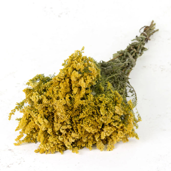 Dried Solidago Flower - Natural Yellow