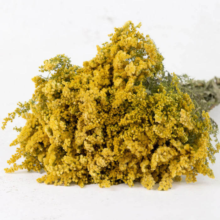Dried Solidago Flower - Natural Yellow