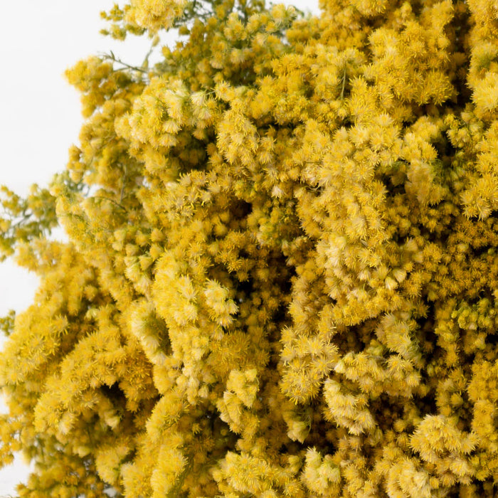 Dried Solidago Flower - Natural Yellow