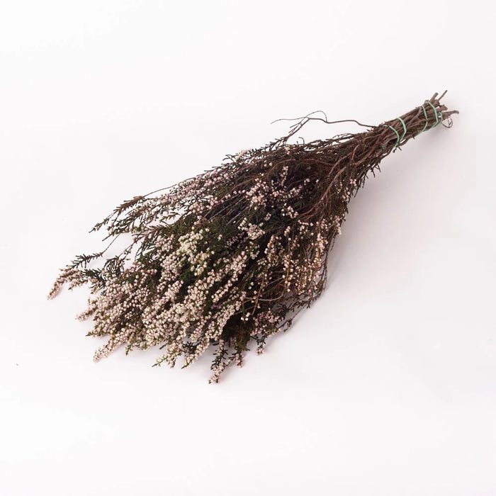 Preserved Heather | Natural Pink