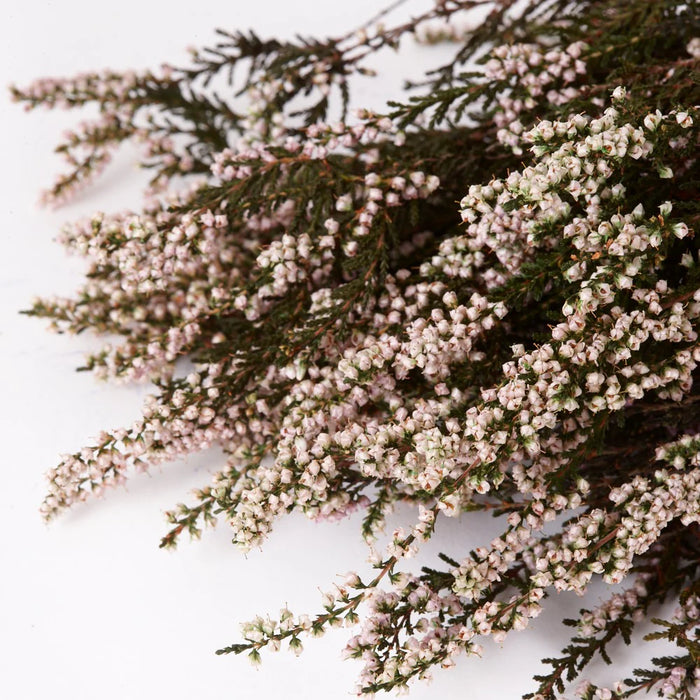 Preserved Heather | Natural Pink