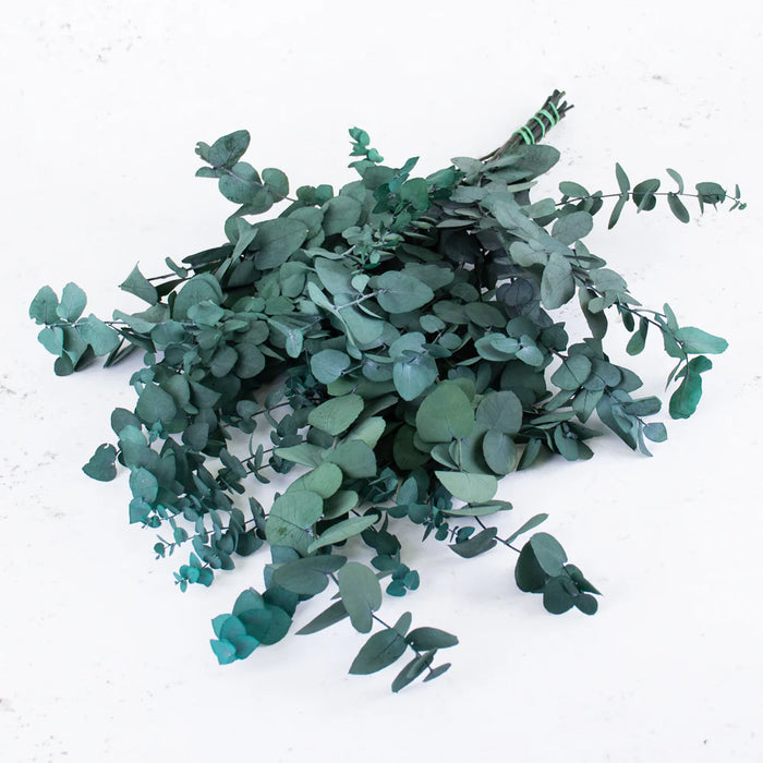 Preserved Eucalyptus - Stuartiana