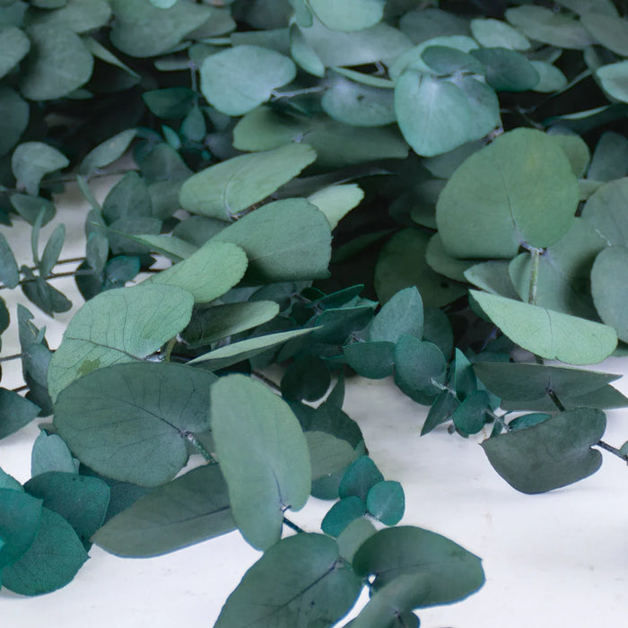 Preserved Eucalyptus - Stuartiana
