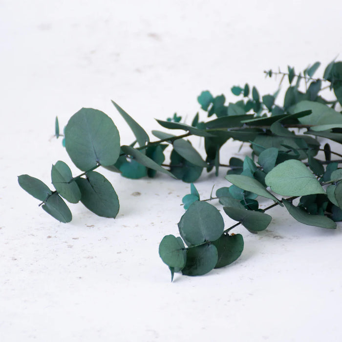Preserved Eucalyptus - Stuartiana