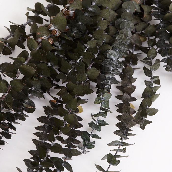 Preserved Eucalyptus - Baby Blue