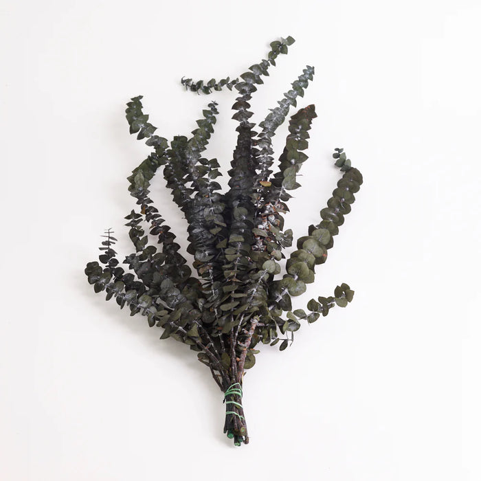 Preserved Eucalyptus - Baby Blue