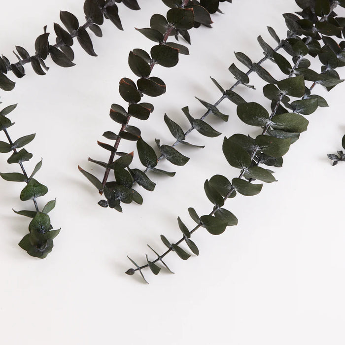 Preserved Eucalyptus - Baby Blue