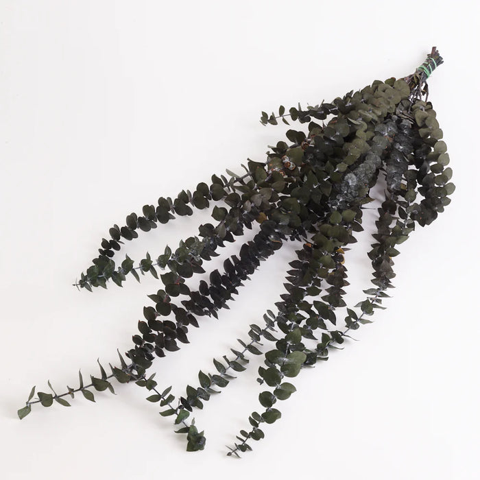 Preserved Eucalyptus - Baby Blue
