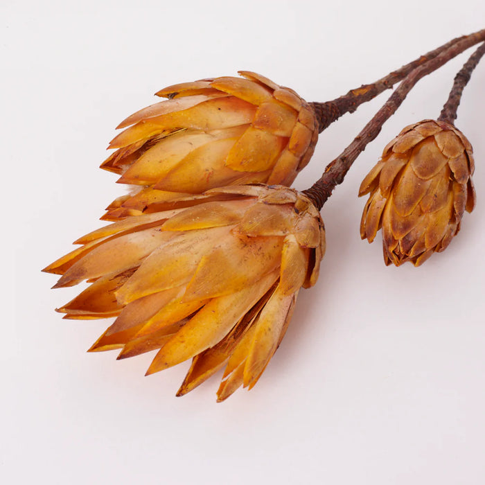 Dried Protea Repens Bunch - Natural Yellow