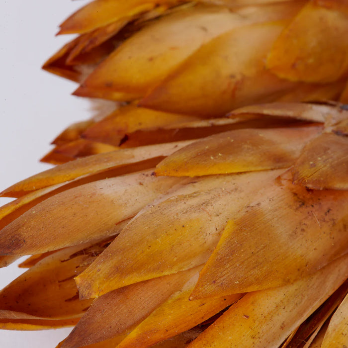 Dried Protea Repens Bunch - Natural Yellow