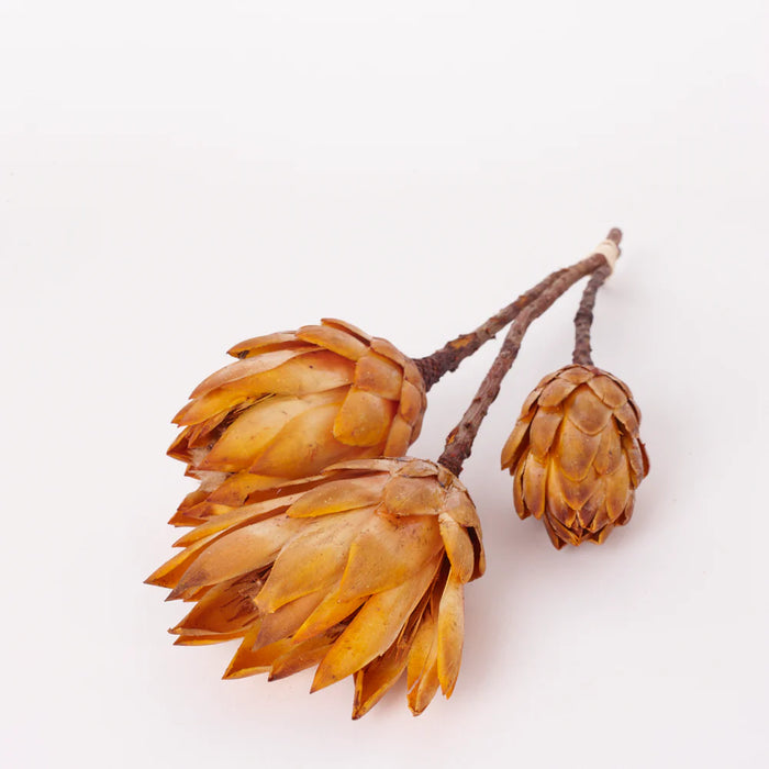 Dried Protea Repens Bunch - Natural Yellow