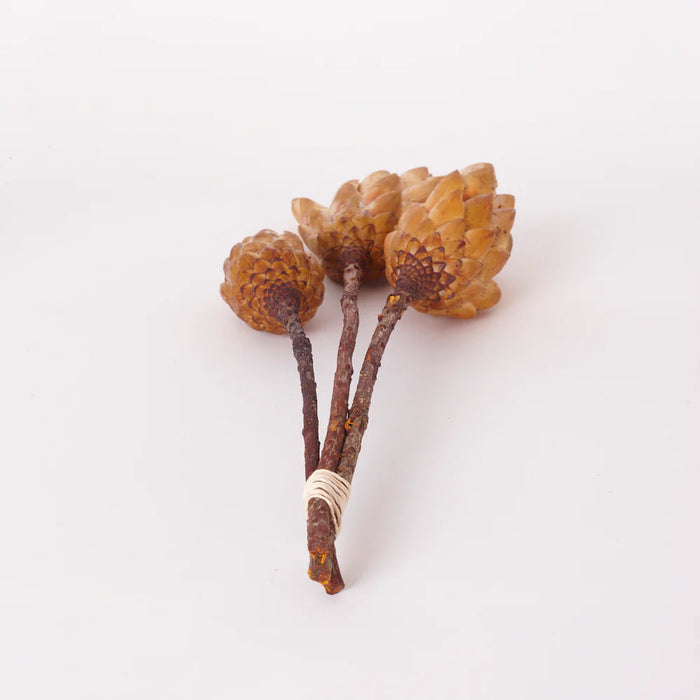 Dried Protea Repens Bunch - Natural Yellow