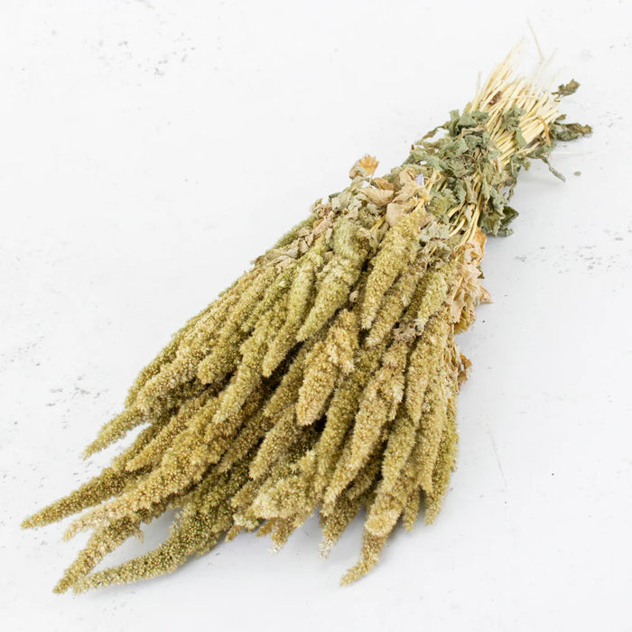Dried Amaranthus - Natural Green