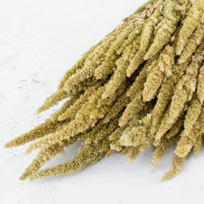 Dried Amaranthus - Natural Green