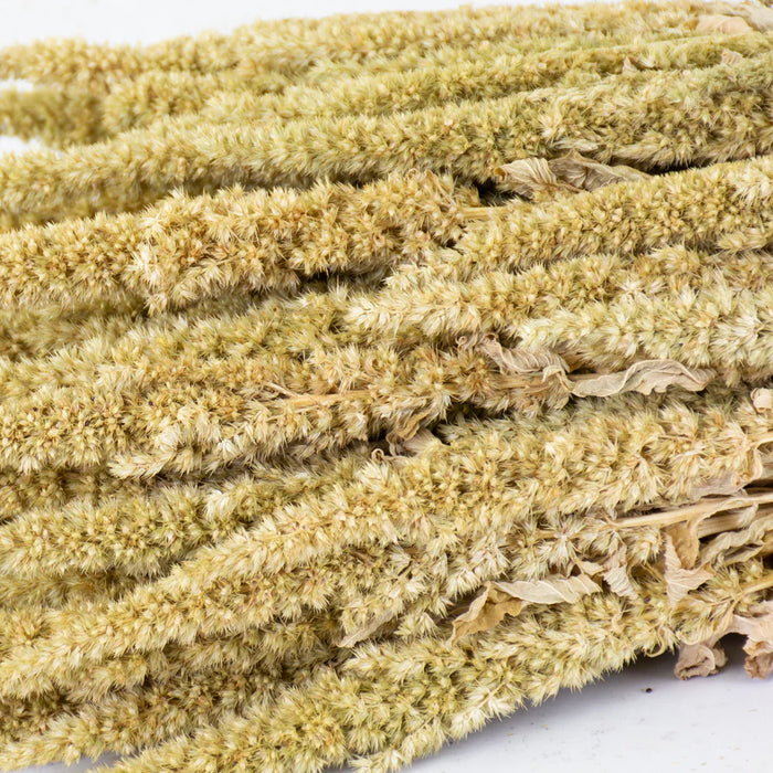 Dried Amaranthus - Natural Green
