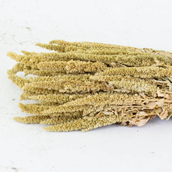 Dried Amaranthus - Natural Green